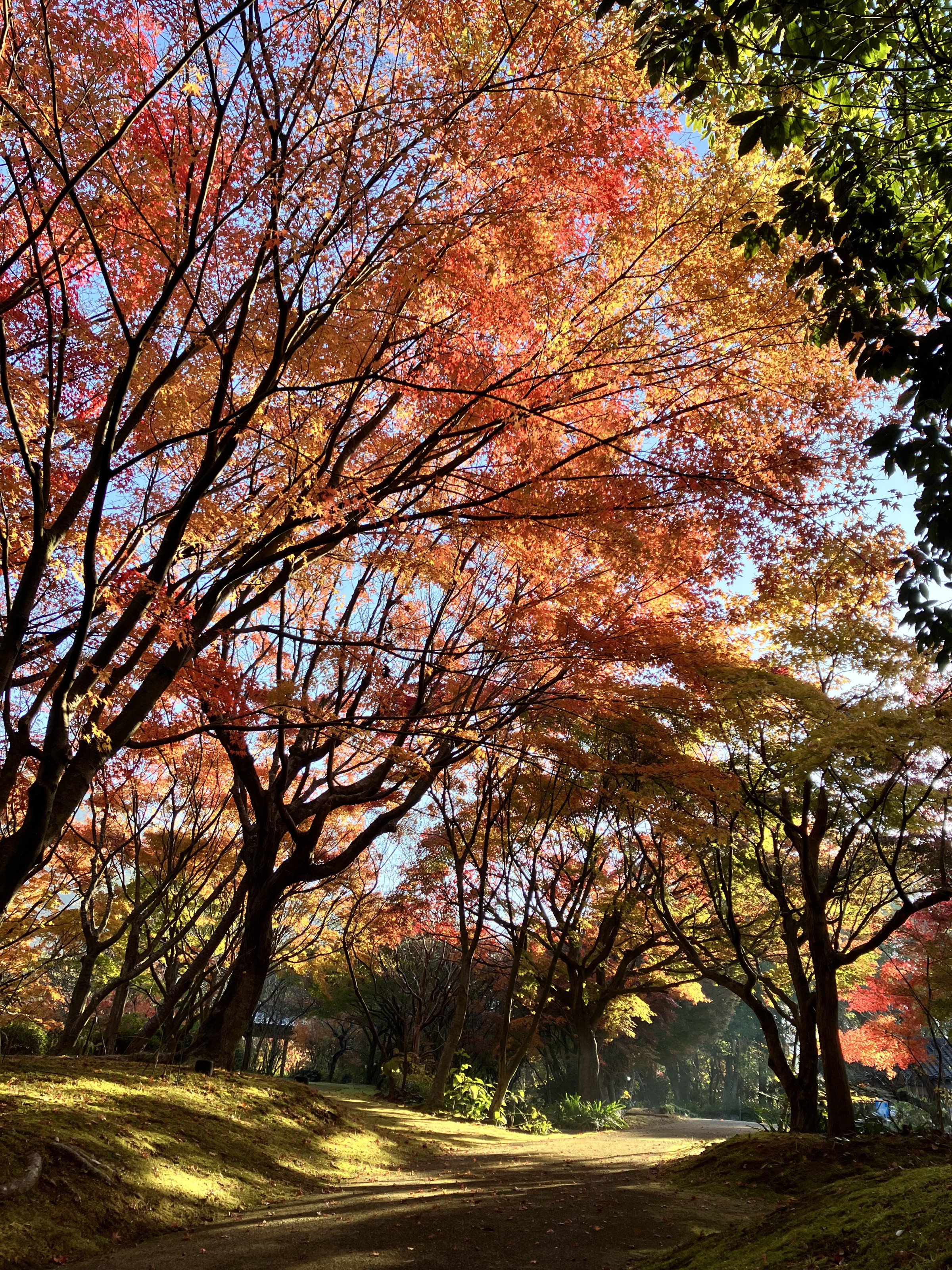 紅葉：１１月下旬
