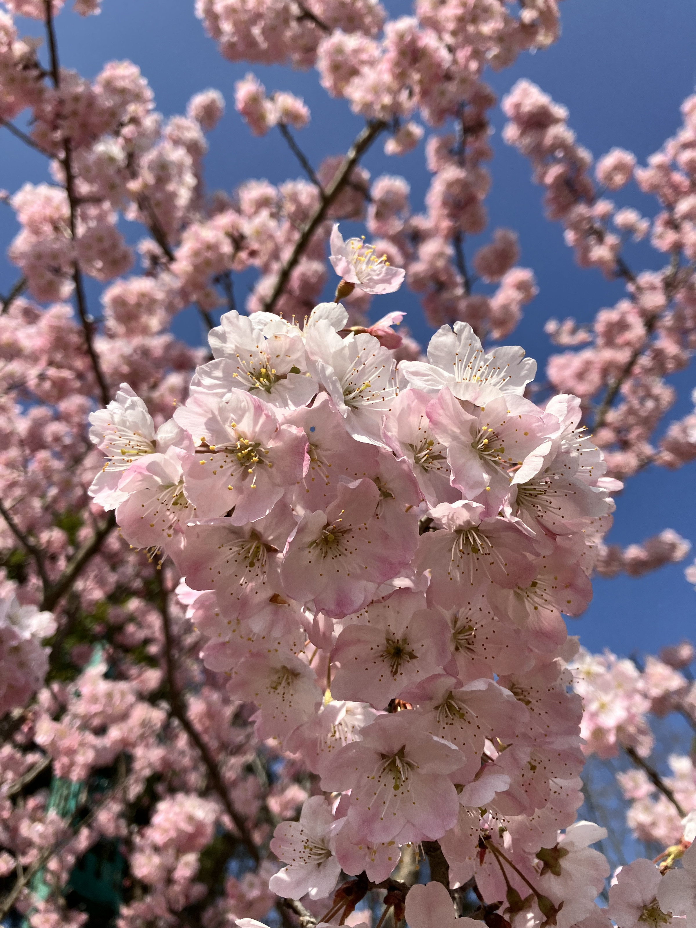 桜：３～４月