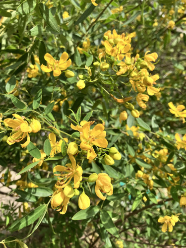 IMG_1019.jpeg