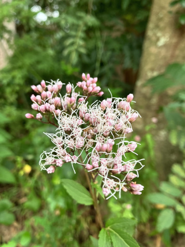 IMG_7732.jpeg