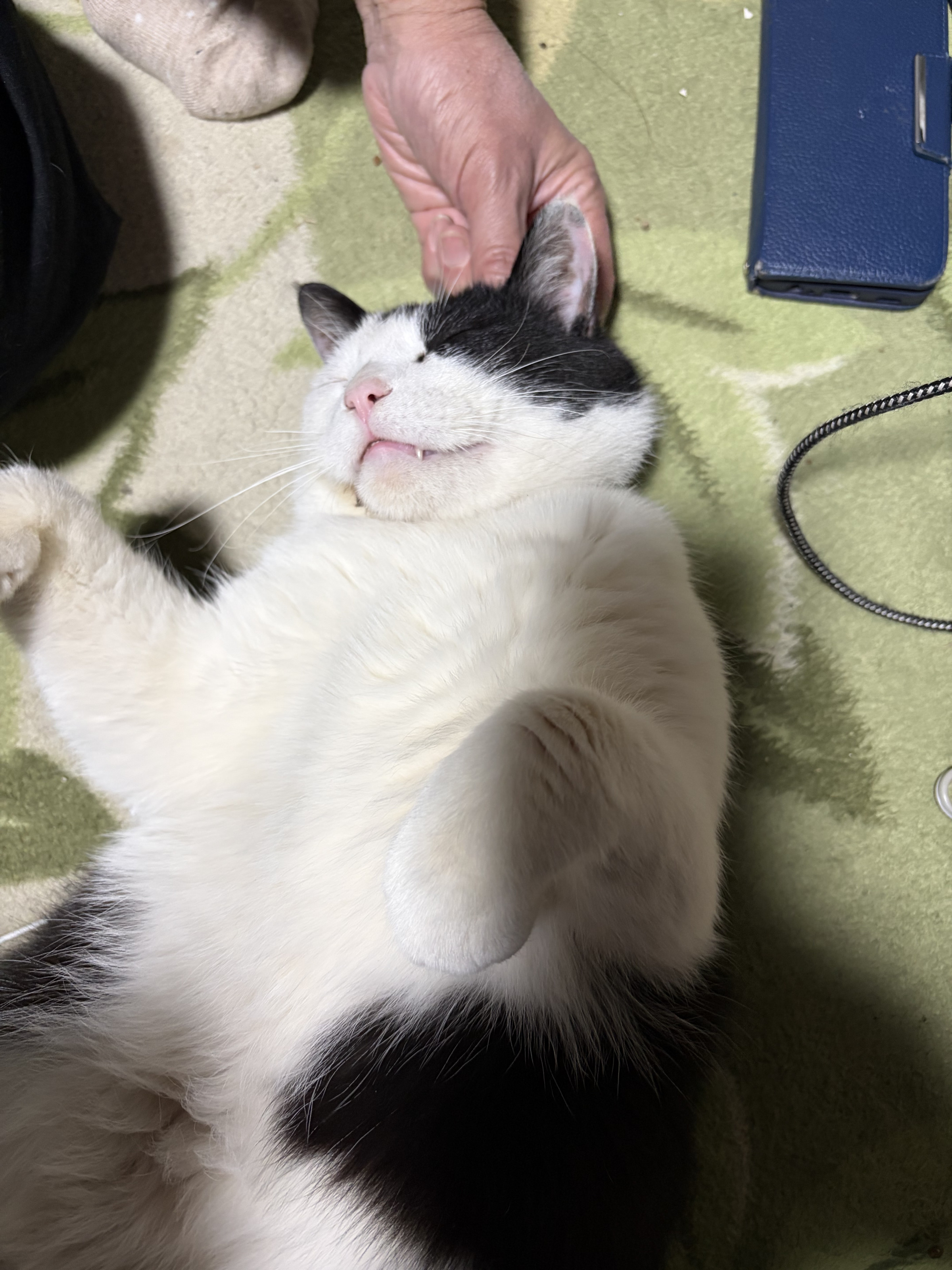 ぶんた　元　♂