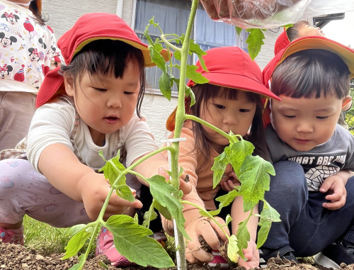 野菜苗植え.JPG