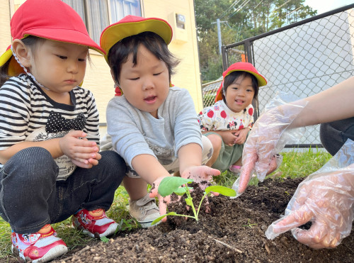 苗植え.jpg