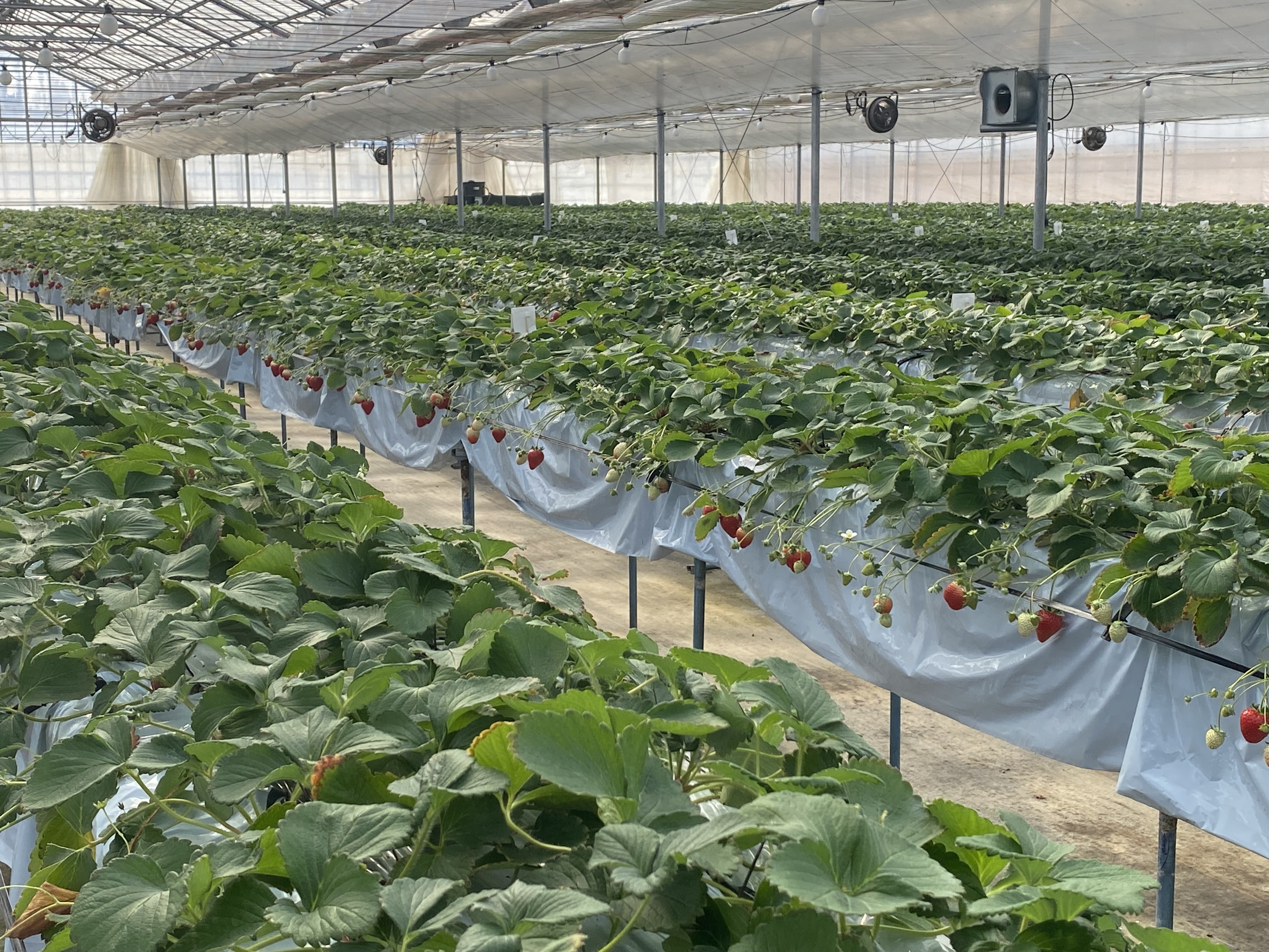 いちご狩り営業のお知らせ