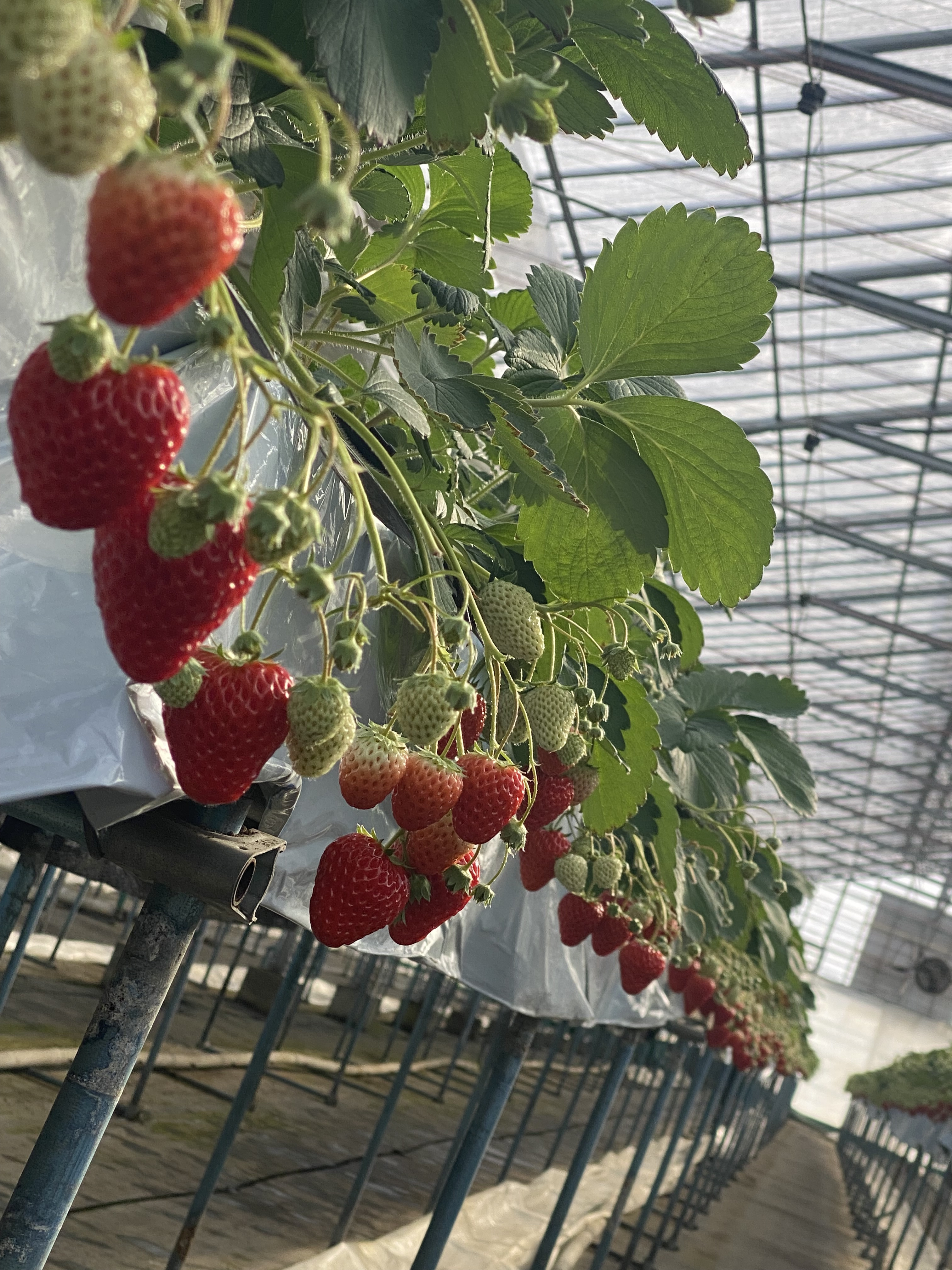 いちご狩り営業のお知らせ