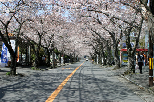 20200602-140253_伊豆高原桜並木４.jpg