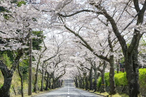 桜トンネル.jpg