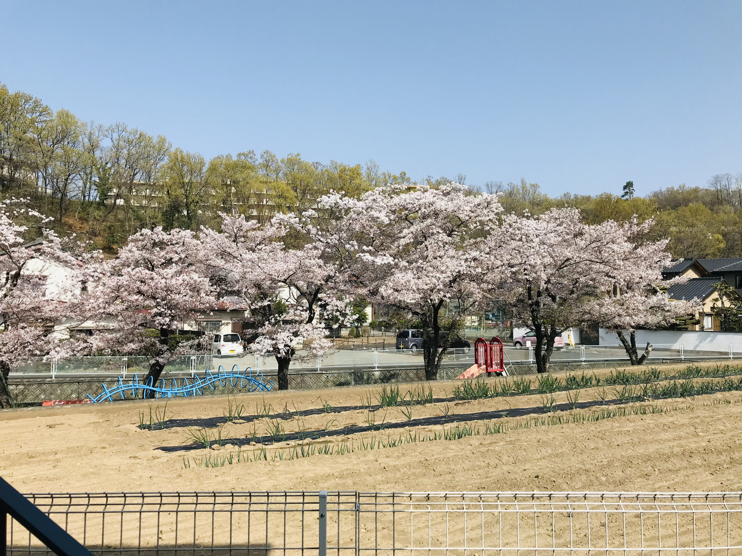 施設隣の公園の桜並木