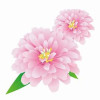 ピンクの花.jpg