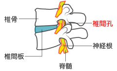 椎間孔.jpg