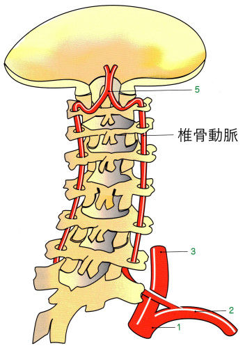 椎骨動脈１.jpg