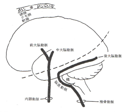 椎骨動脈系.png