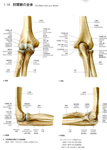 肘関節.jpg
