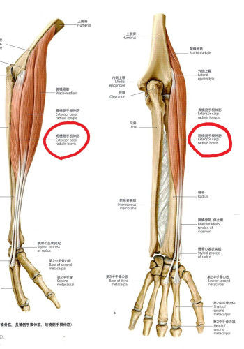 肘筋肉.jpg