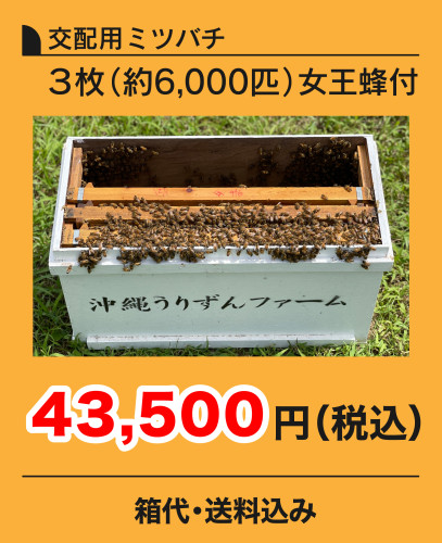 交配用ミツバチ3枚価格26.7.1.jpg