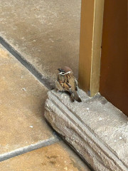 団員紹介 はるかちゃん.jpg