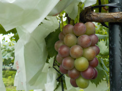 DSCN7485.JPG