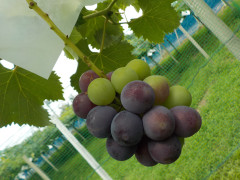 DSCN7495.JPG