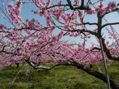 DSCN7687.JPG