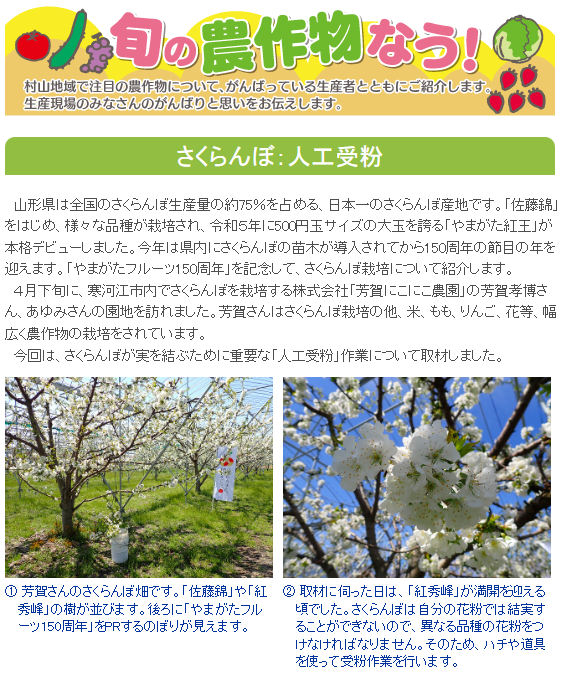 山形県村山総合支庁Webページ『旬の農作物なう！』に当園のさくらんぼ栽培管理が掲載されています　2025.4.30