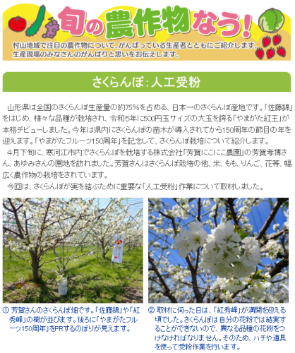 山形県村山総合支庁Webページ『旬の農作物なう！』に当園のさくらんぼ栽培管理が掲載されています　2025.4.30