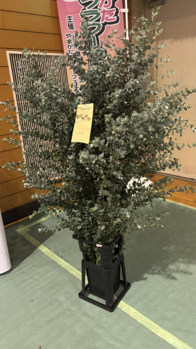 『やまがたフラワーフェスティバル2025』で当園のユーカリが銀賞入賞いたしました 2025.10.17