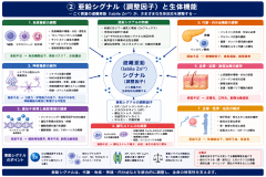 亜鉛シグナル.png