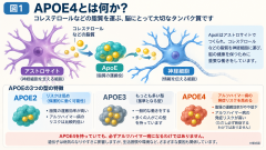 APOE4と脂質運搬のしくみ.png