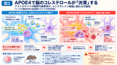APOE4による脳内コレステロール渋滞.png