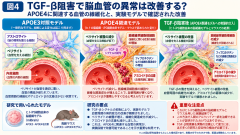 APOE4脳血管とTGF-β阻害の効果.png