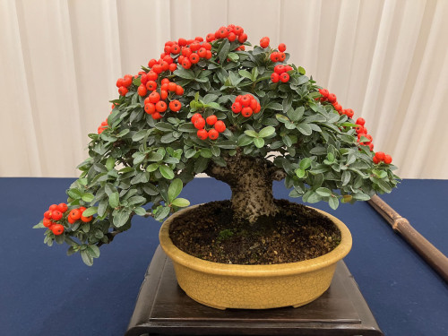 高御位山フェスティバル、明日までです！盆栽園は閉めておりますが、松カフェは営業しております！