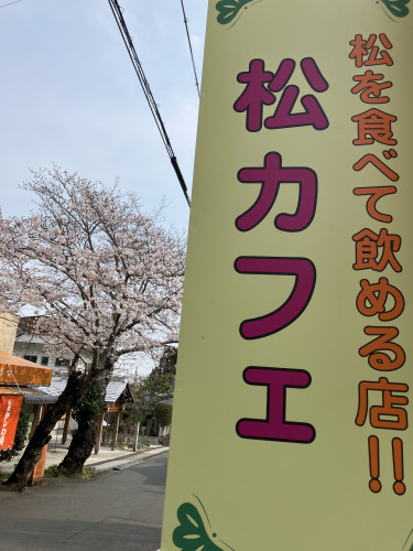 鹿嶋神社参道は桜が５〜６分咲きになっております🌸来週が見頃です！！🌸