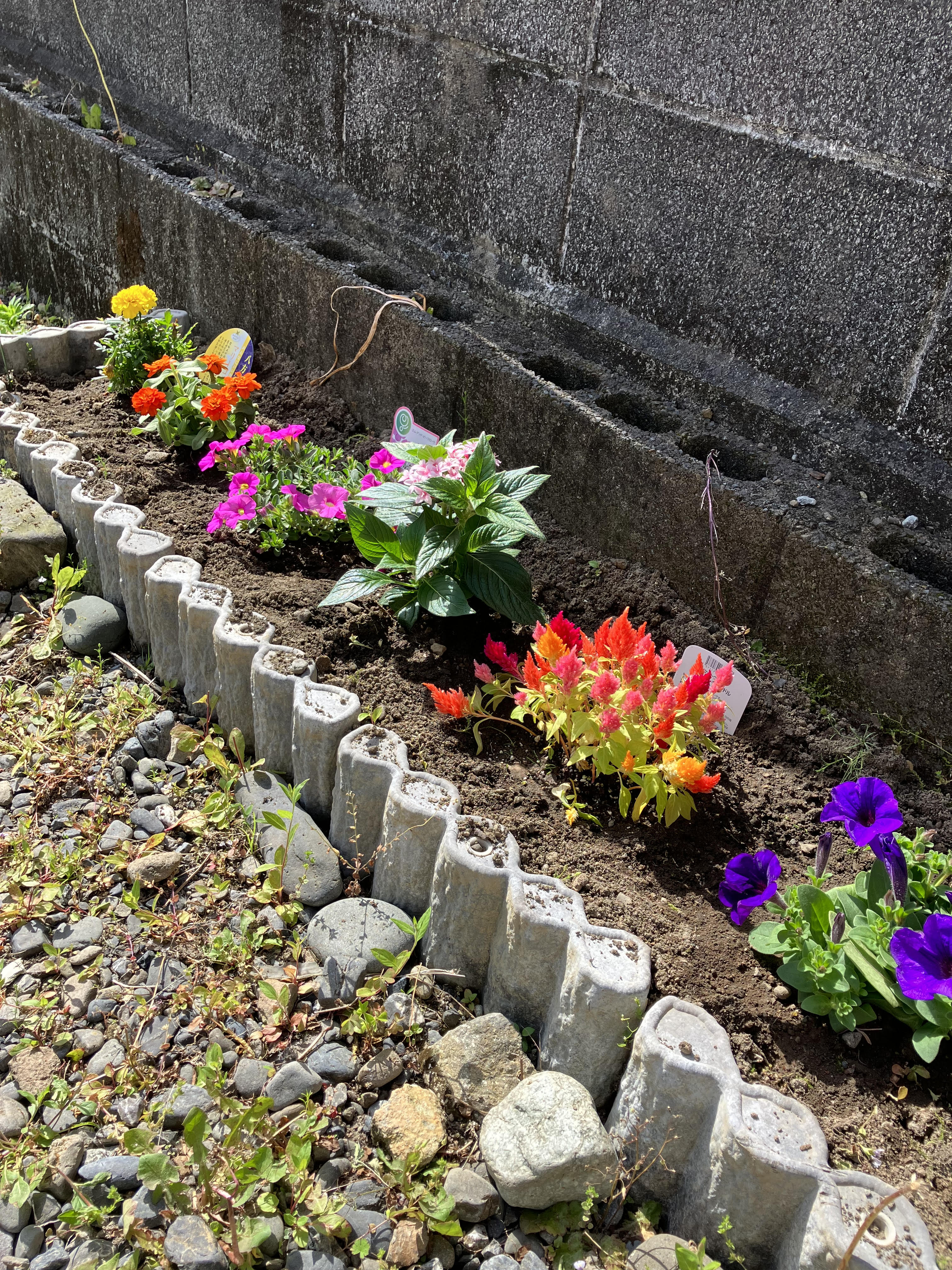 入居者様が花壇に花を植えてくださいました！