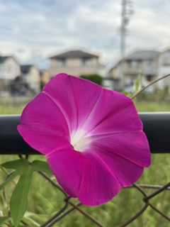 IMG_9597.jpeg