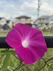 IMG_9597.jpeg