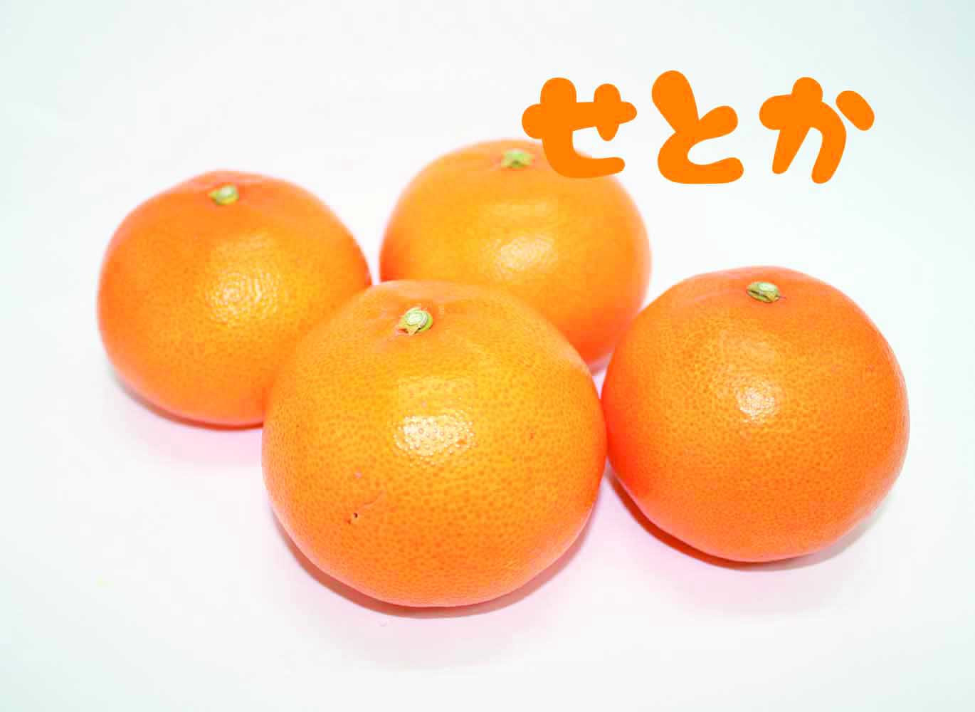 雑柑出荷最終
