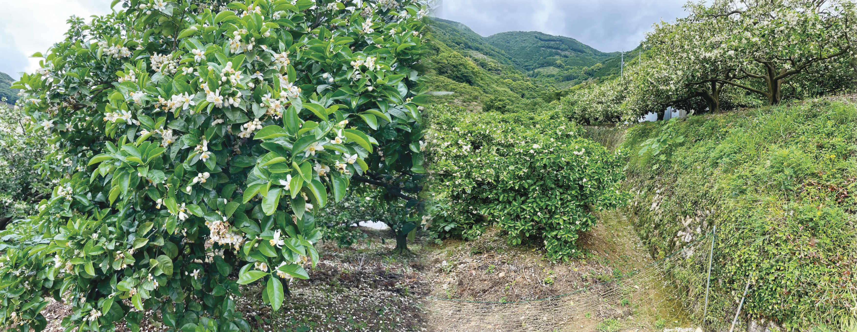 みかんの花
