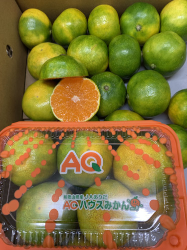 グリーンハウスみかん