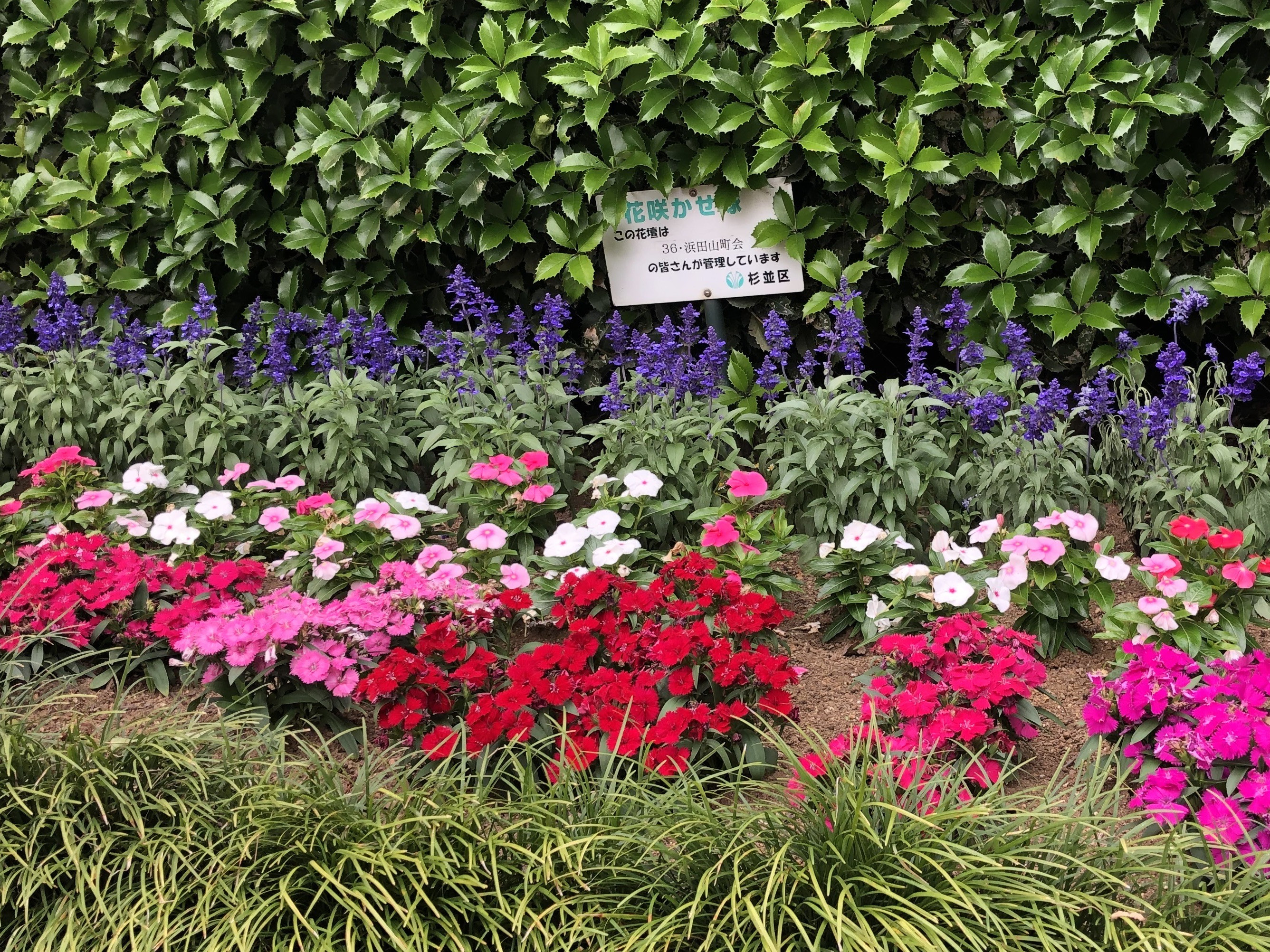 浜田山町会の花咲かせ隊