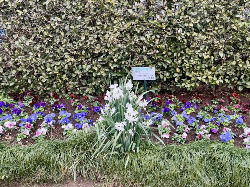 浜田山町会 花咲かせ隊