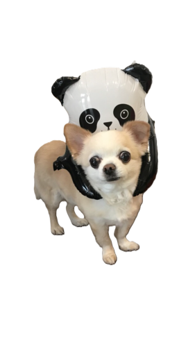 バンビクラス稽古時間変更のお知らせ！