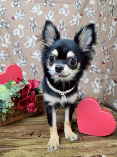 2月カレンダーを更新しました！