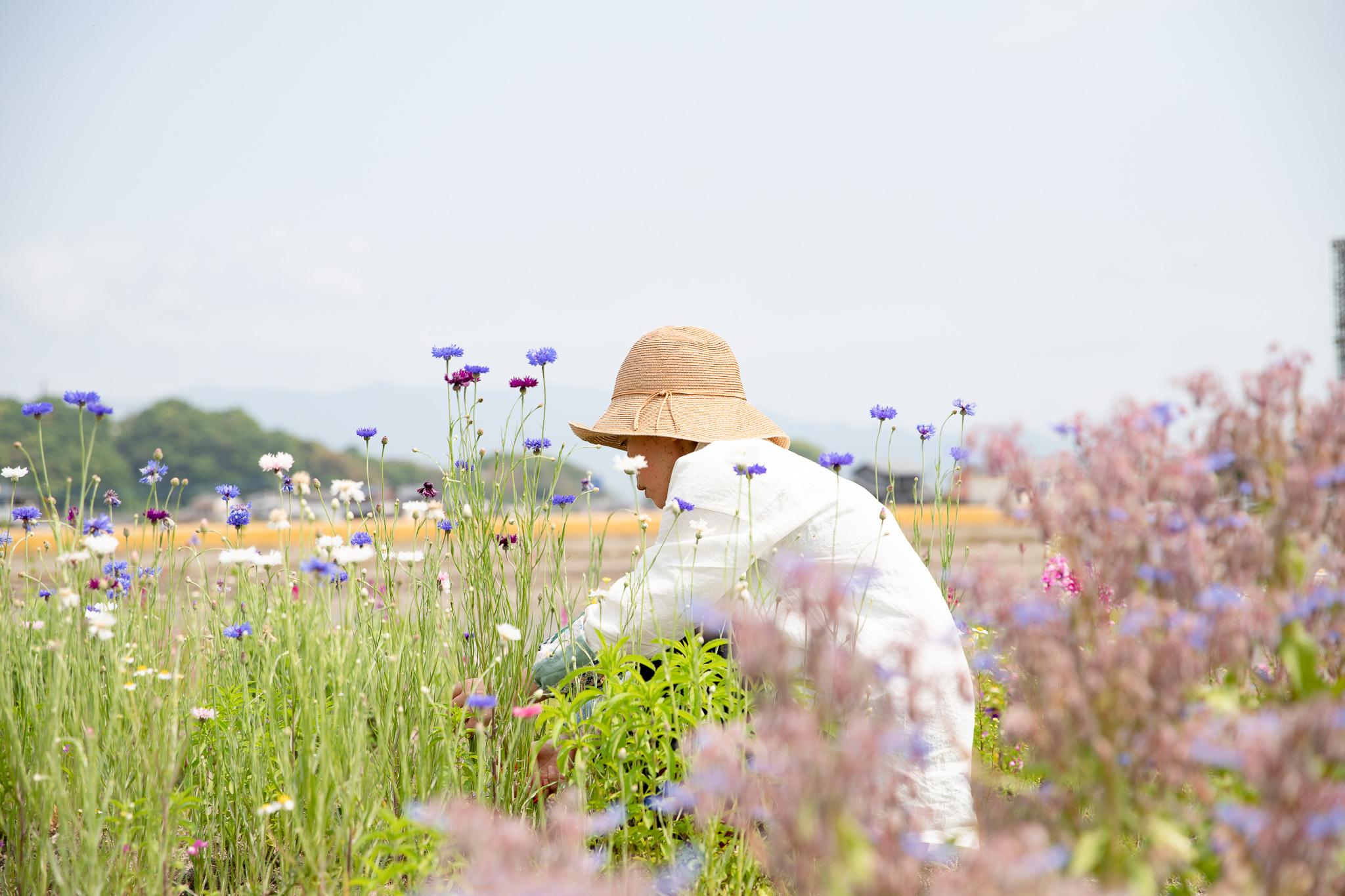 コーンフラワー収穫作業