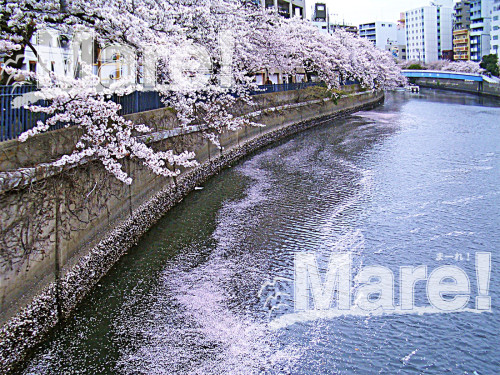 大岡川プロムナードの桜.jpg