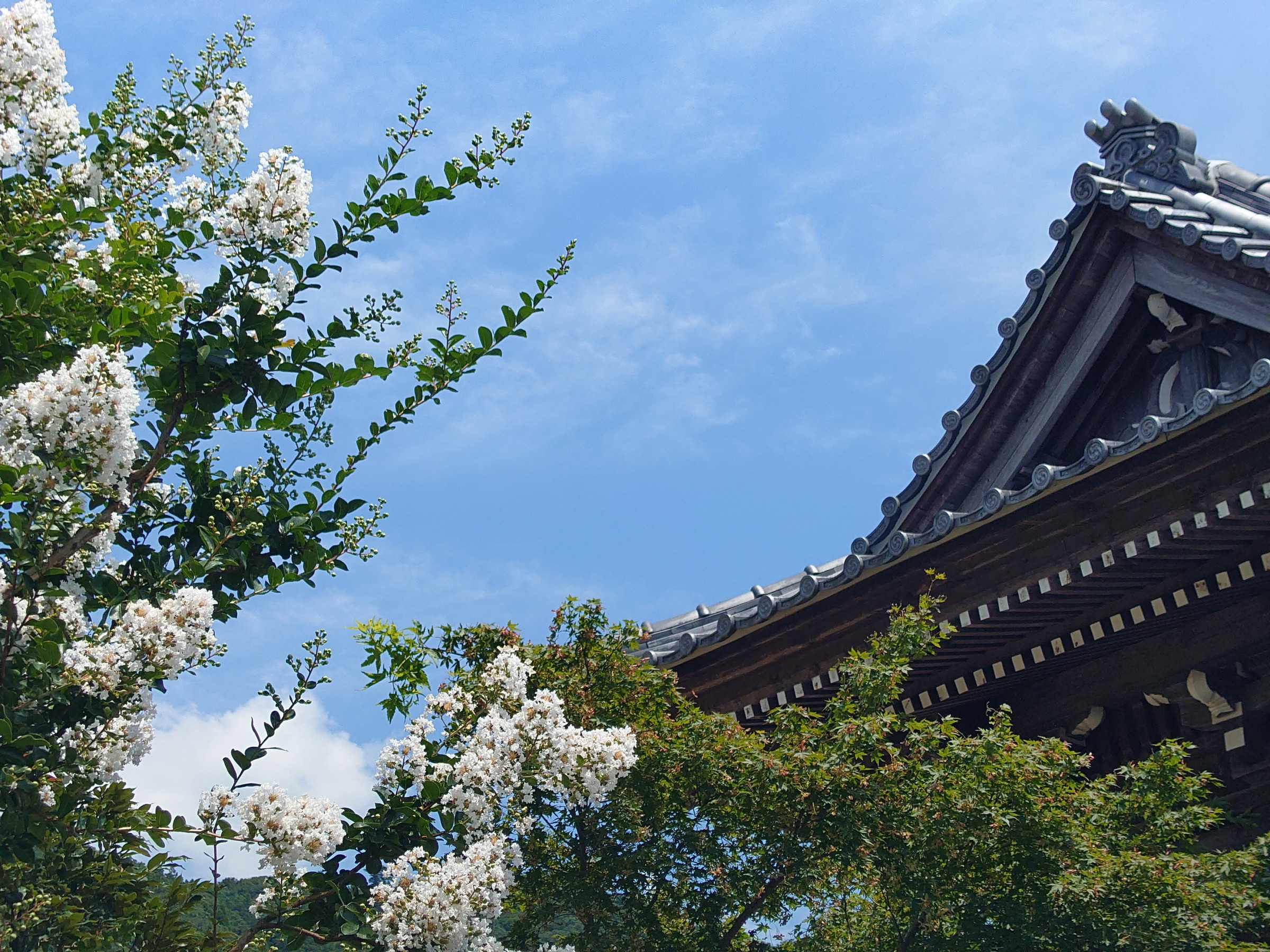 風景（サルスベリと山門　大暑の候）