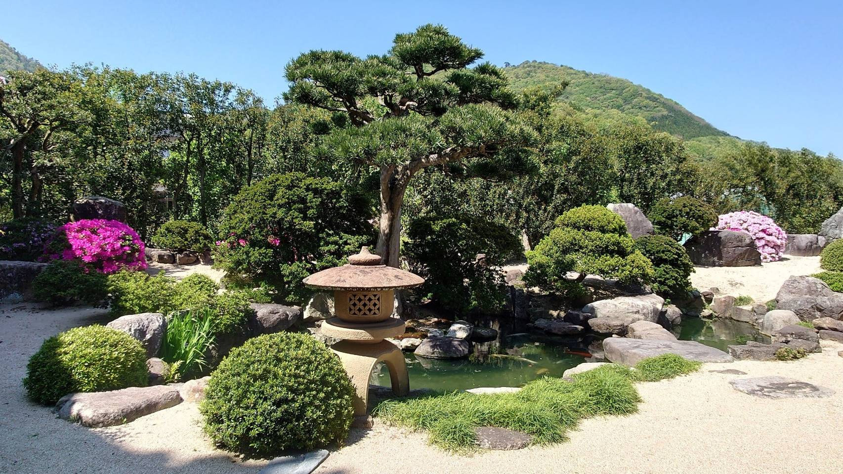 風景（ツツジ　北庭　2025穀雨の景色）