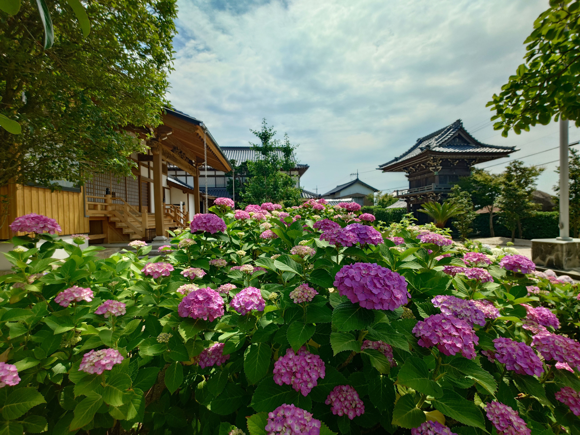 風景（アジサイ　南庭　2025夏至の景色）