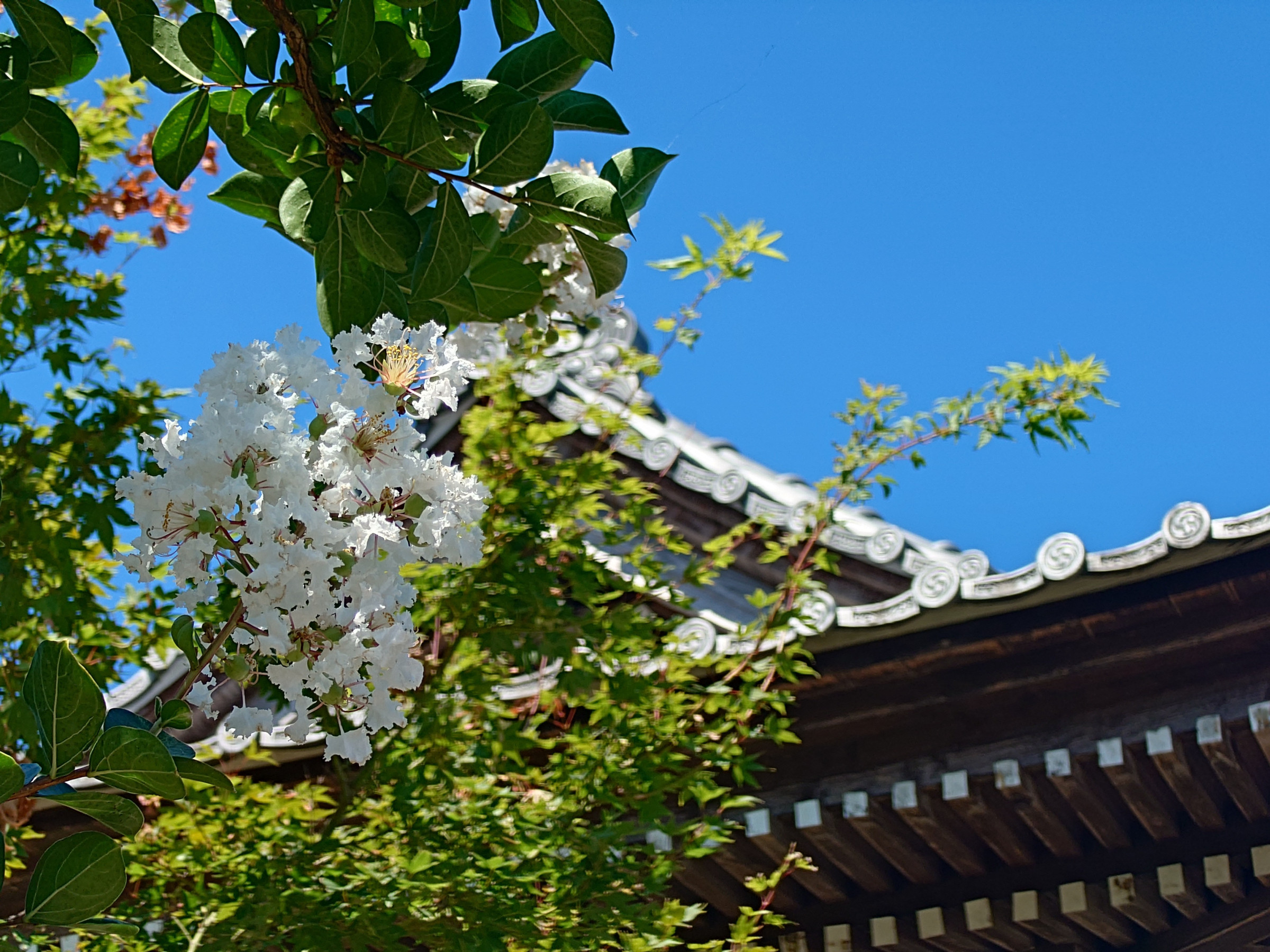 風景（サルスベリ　南庭　2025土潤溽暑（つちうるおうてむしあつし）の景色）