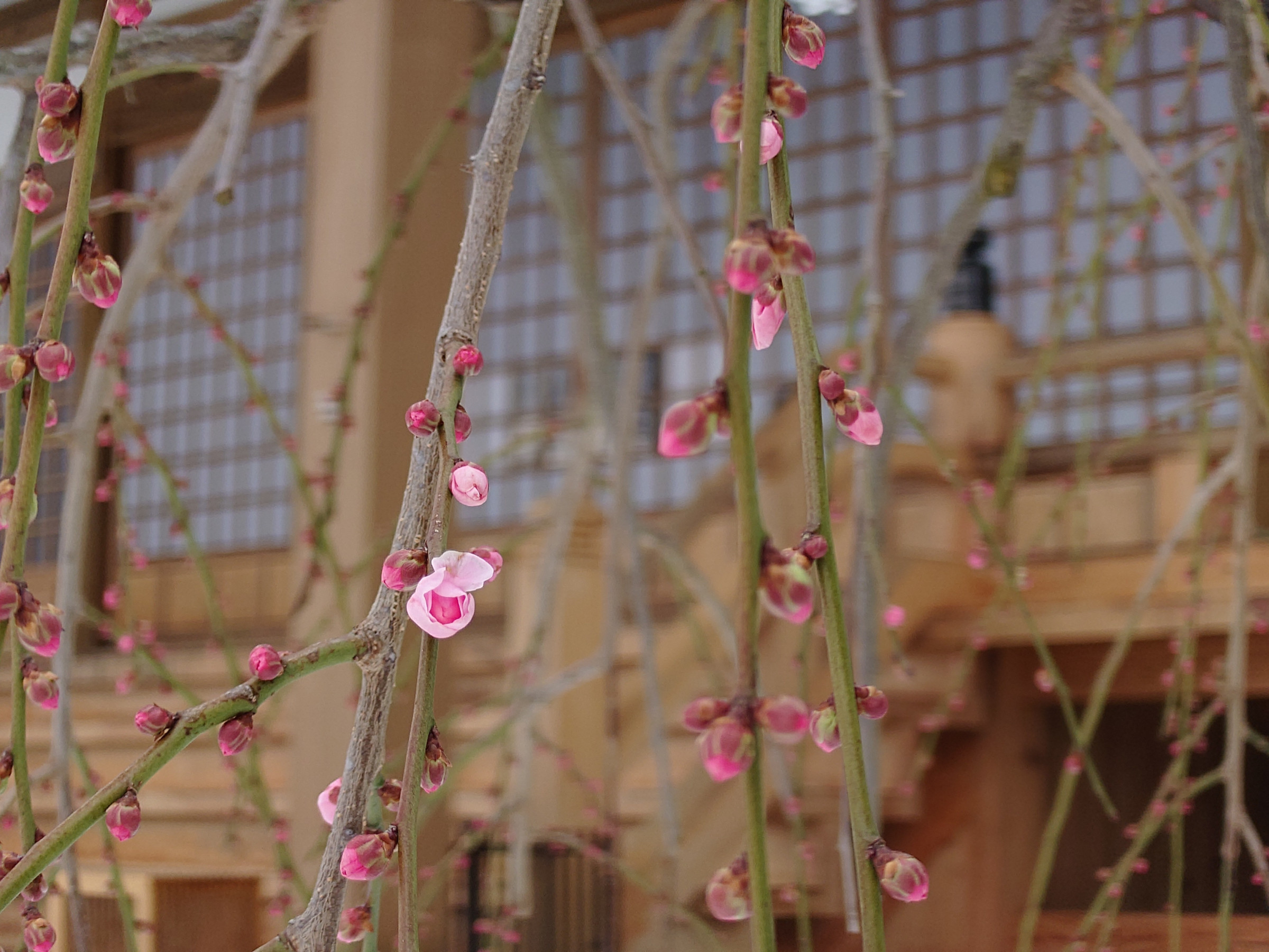 2月9日の風景（しだれ梅　花一輪　寒波襲来）