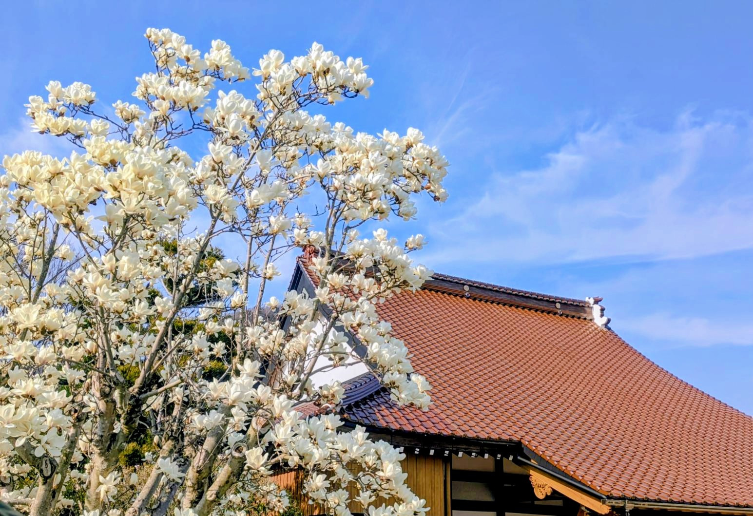 3月23日の風景（白木蓮 ハクモクレン）